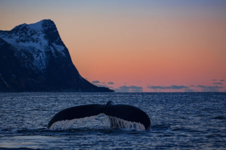 Day Four Mefjord Brygge