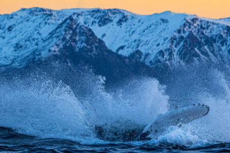 Northern Lights & Marine Giants | Northern Lights Holiday | Whale Watching | Fjord Cruise | A 3-night adventure in Norway that merges the Northern Lights with whale watching.