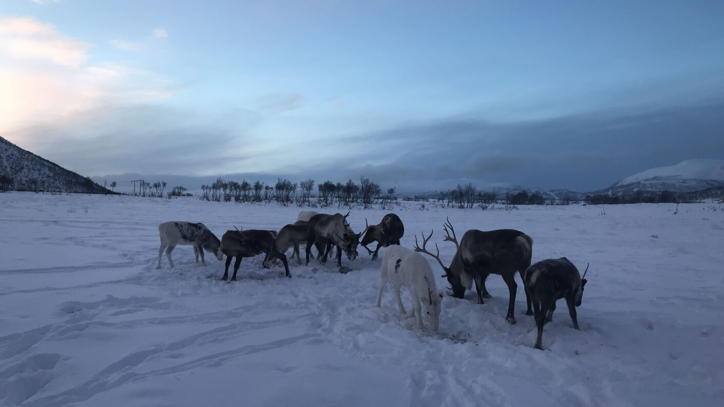 Northern Lights Family February Half Term Holiday | Northern Lights Holiday Experts | Aurora Nights - UK School Holiday Half Term Holidays in Norway