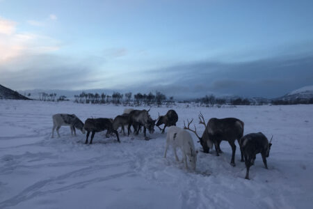 Northern Lights Family February Half Term Holiday | Northern Lights Holiday Experts | Aurora Nights - UK School Holiday Half Term Holidays in Norway