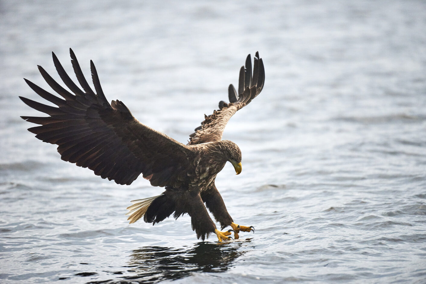 NLFamilyFebHalfTerm-day4-eaglesafari